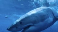 All The Sharks (Image via Netflix)